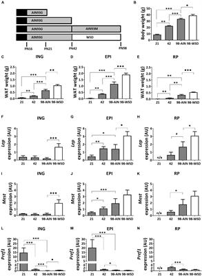 Maturation of White Adipose Tissue Function in C57BL/6j Mice From Weaning to Young Adulthood